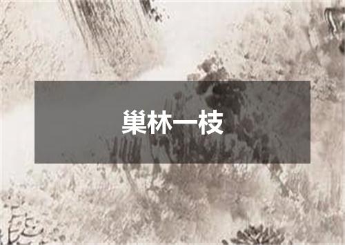 巢林一枝