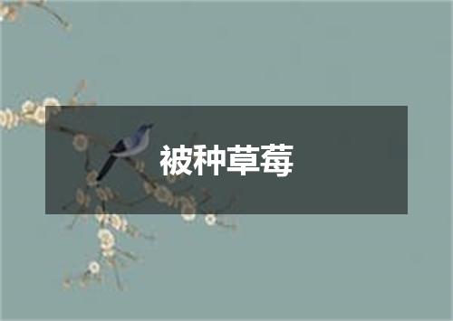 被种草莓