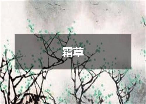 霜草
