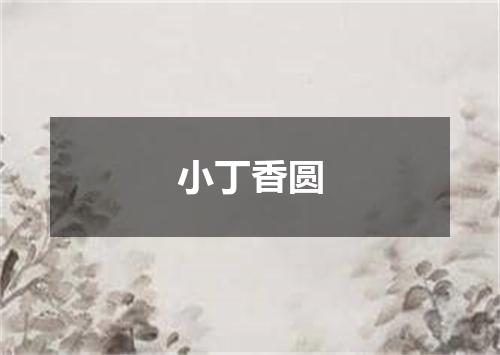 小丁香圆