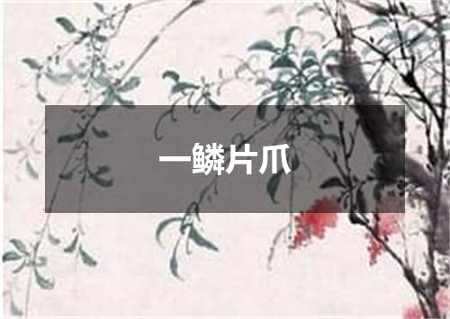 一鳞片爪