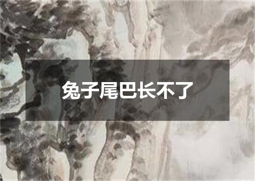 兔子尾巴长不了
