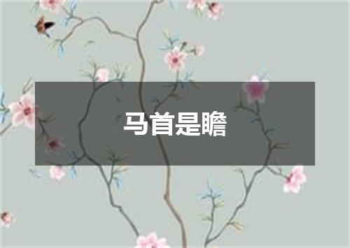 马首是瞻