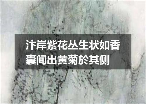 汴岸紫花丛生状如香囊间出黄菊於其侧
