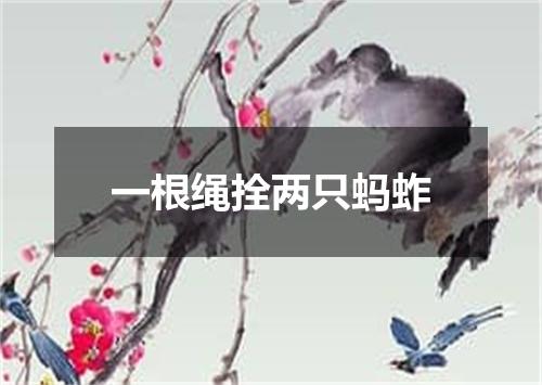 一根绳拴两只蚂蚱