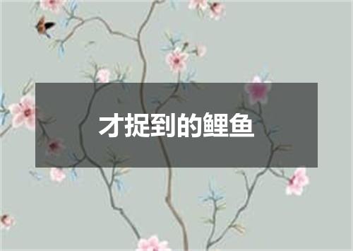才捉到的鲤鱼