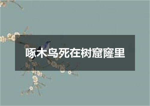 啄木鸟死在树窟窿里