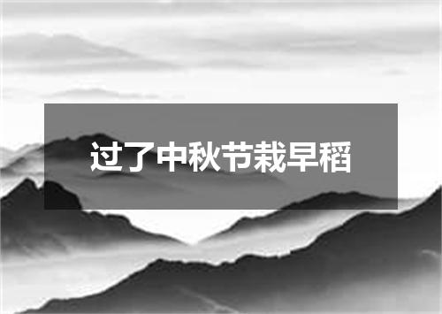过了中秋节栽早稻