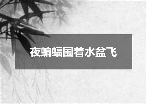 夜蝙蝠围着水盆飞