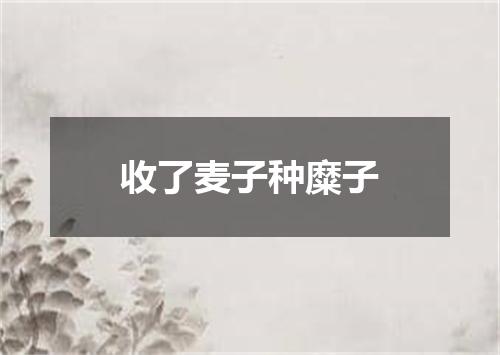收了麦子种糜子