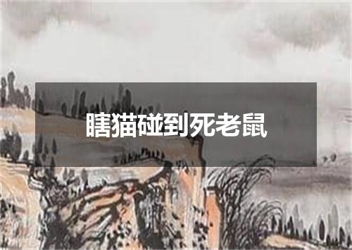 瞎猫碰到死老鼠