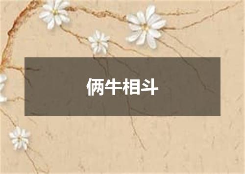 俩牛相斗