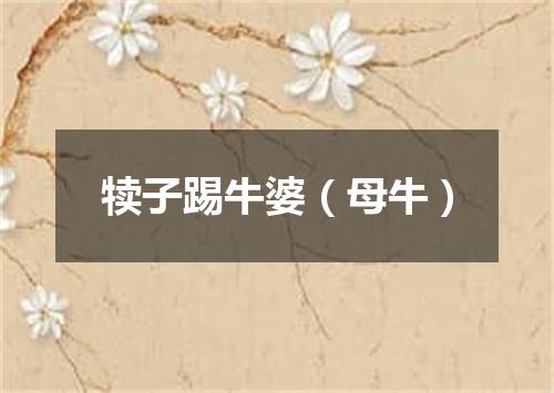 犊子踢牛婆（母牛）
