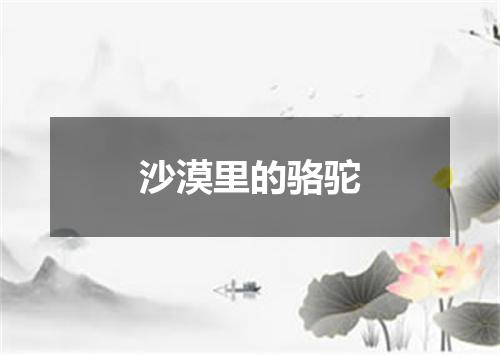 沙漠里的骆驼