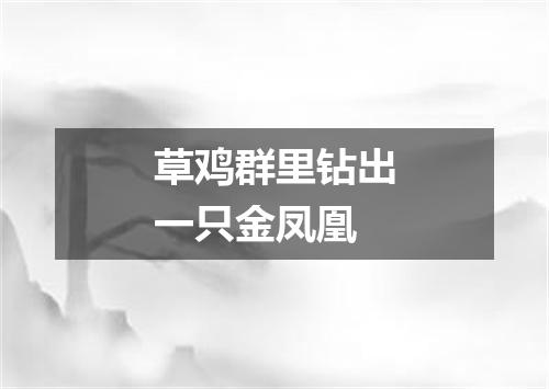 草鸡群里钻出一只金凤凰