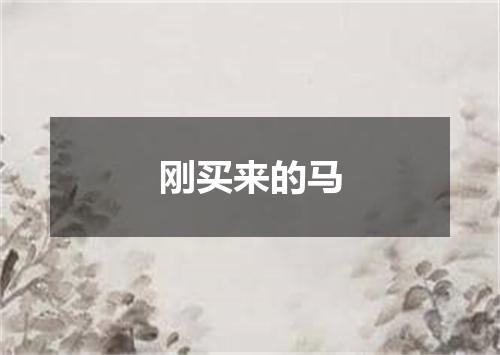 刚买来的马