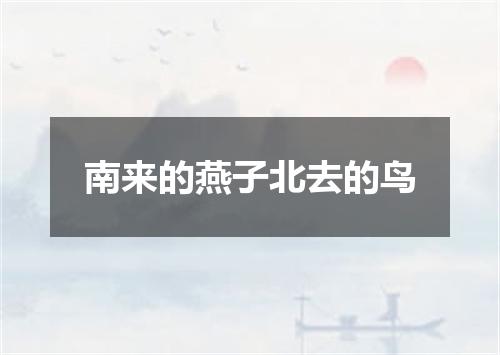 南来的燕子北去的鸟