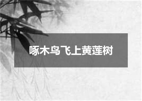 啄木鸟飞上黄莲树