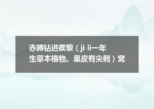 赤膊钻进蒺藜（ji li一年生草本植物。果皮有尖刺）窝
