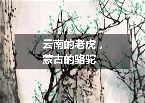 云南的老虎，蒙古的骆驼