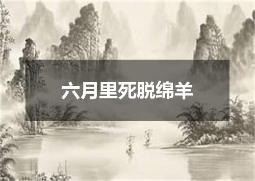 六月里死脱绵羊