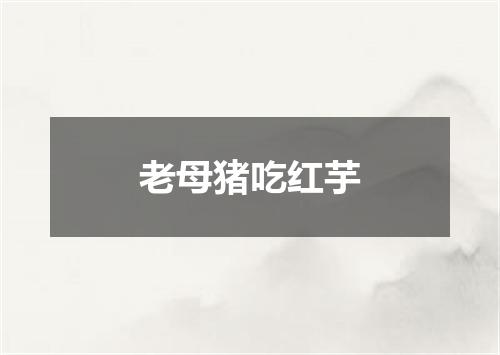 老母猪吃红芋