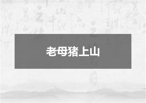 老母猪上山