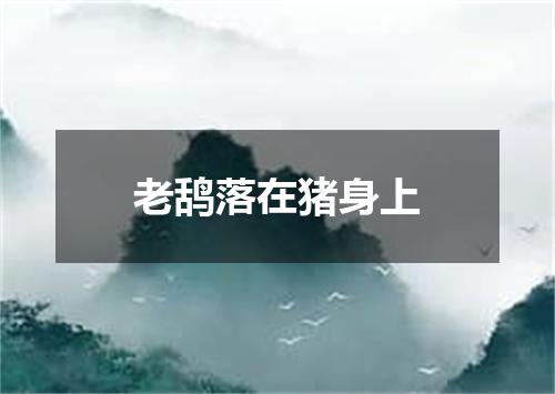 老鸹落在猪身上