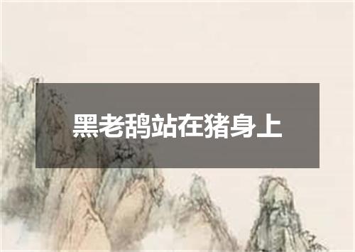 黑老鸹站在猪身上
